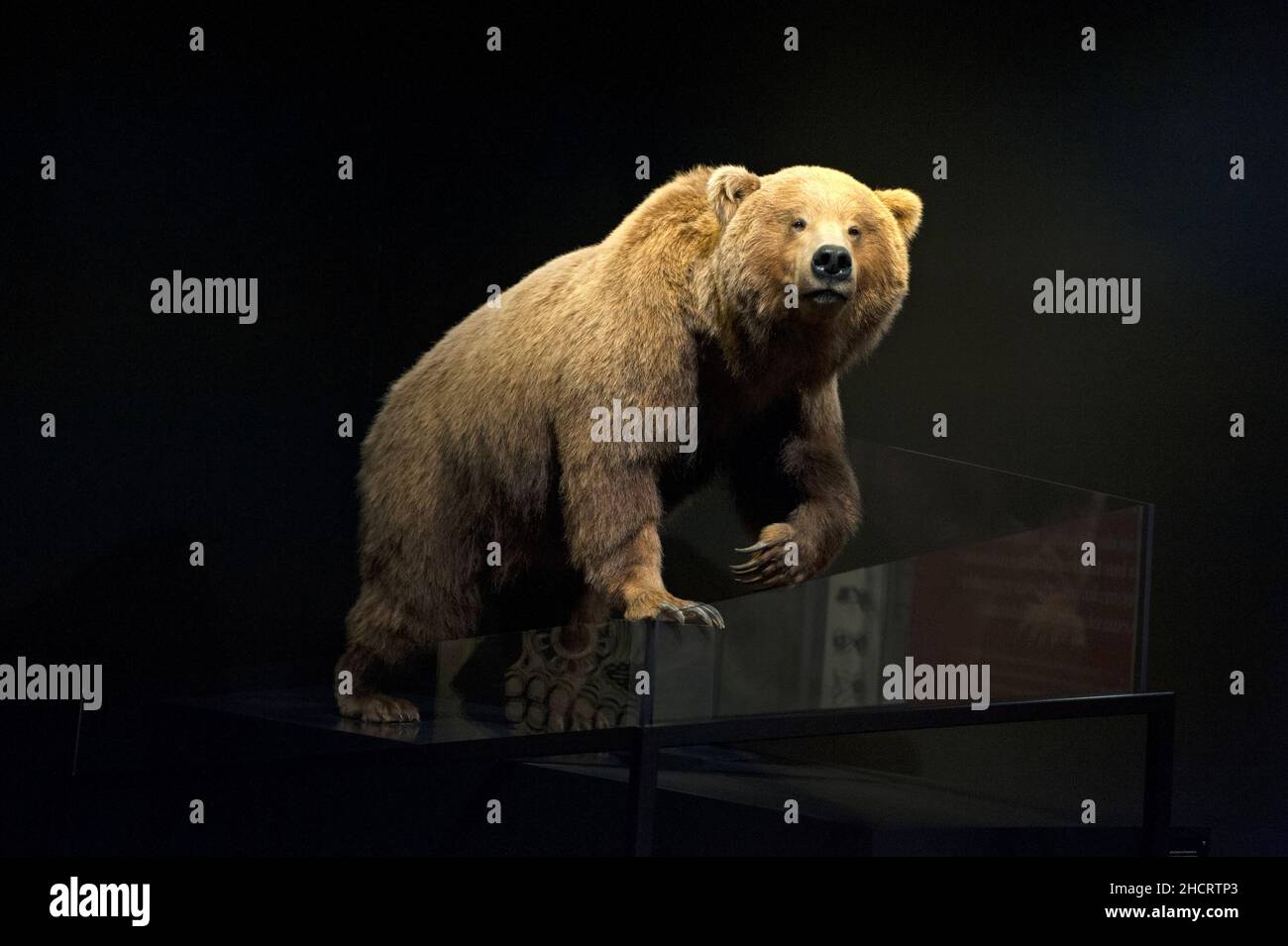 Grizzly Bear-Ausstellung im Natural History Museum in Los Angeles, Kalifornien Stockfoto