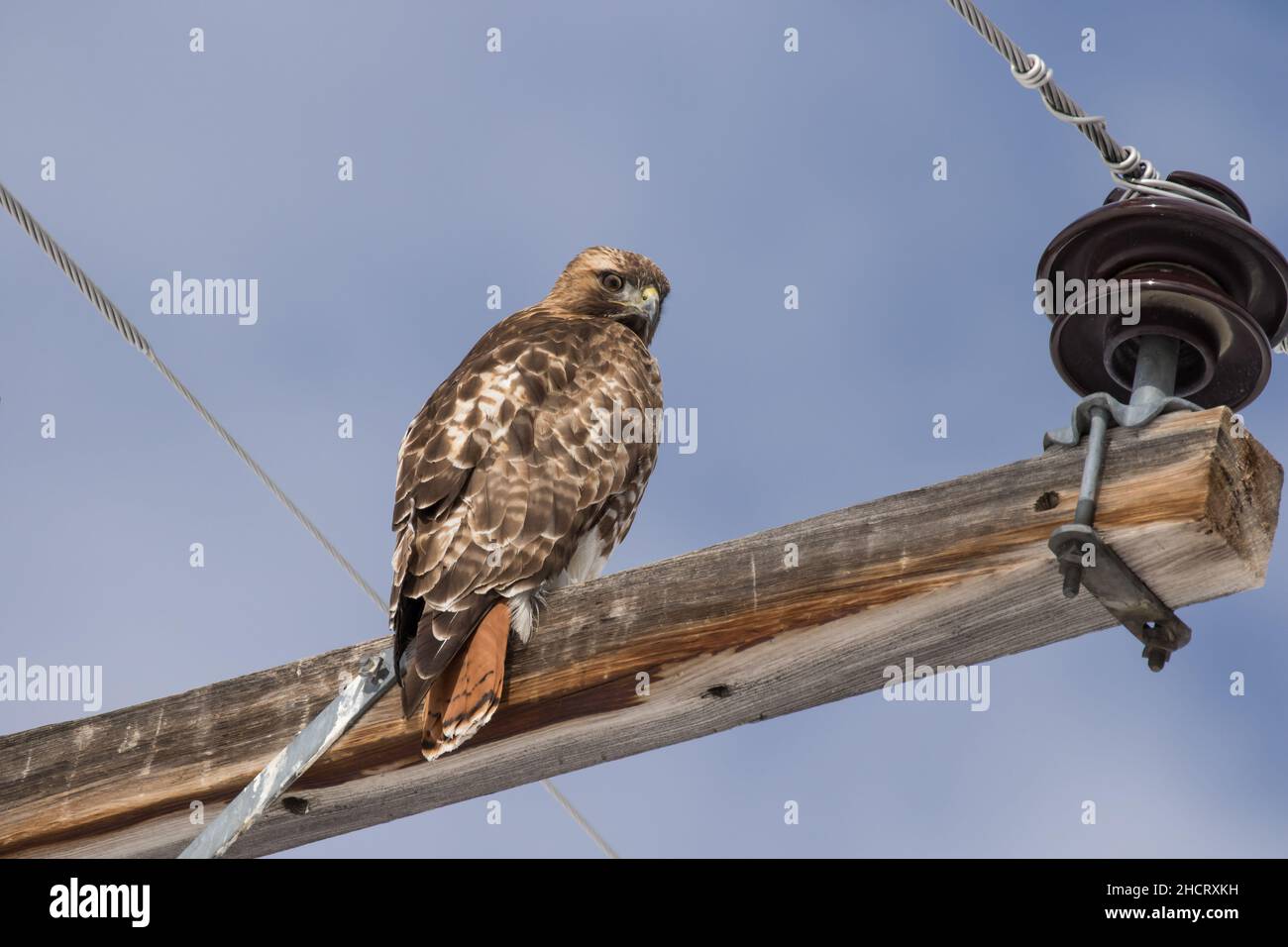 Red-tailed Hawk auf einem Power Pole Stockfoto
