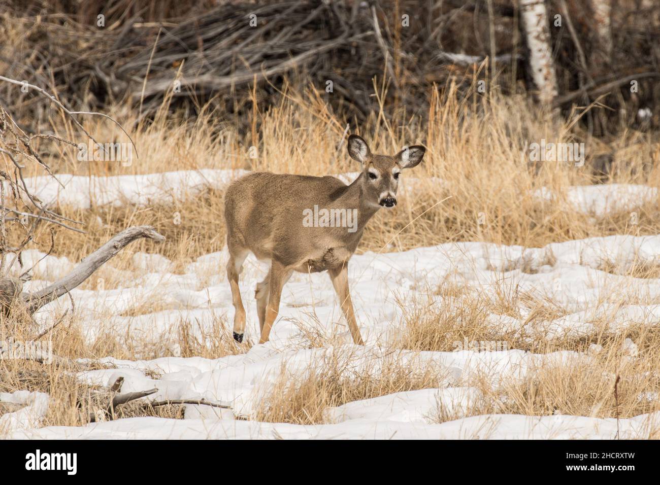 Walking Whitetail Doe Stockfoto