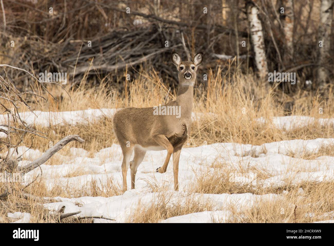 Warnung Whitetail Doe Stockfoto