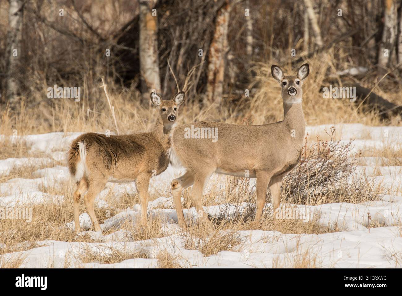 Whitetail Doe und Fawn Stockfoto