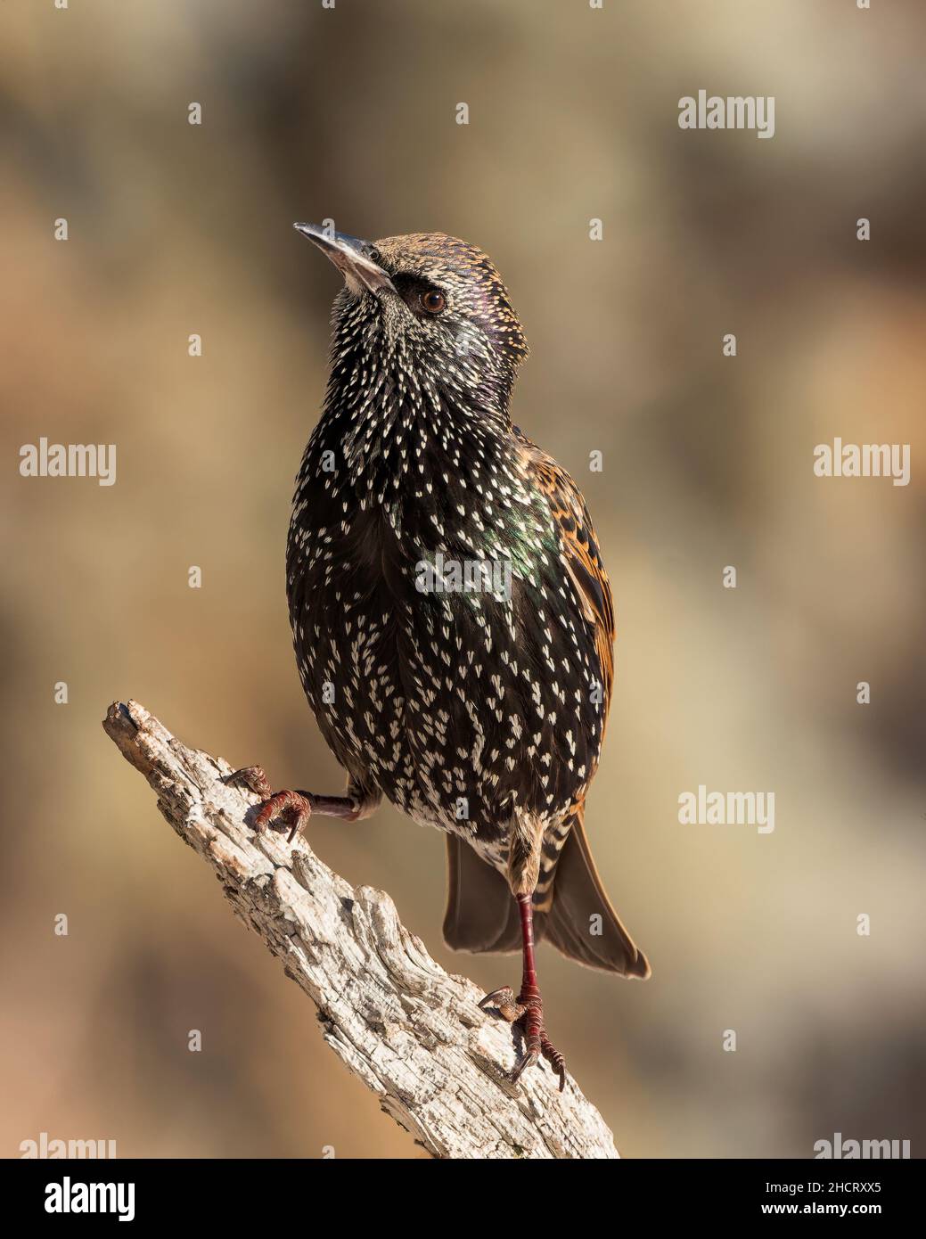 Ein europäischer Star steht für einen Moment in Wyoming Stockfoto