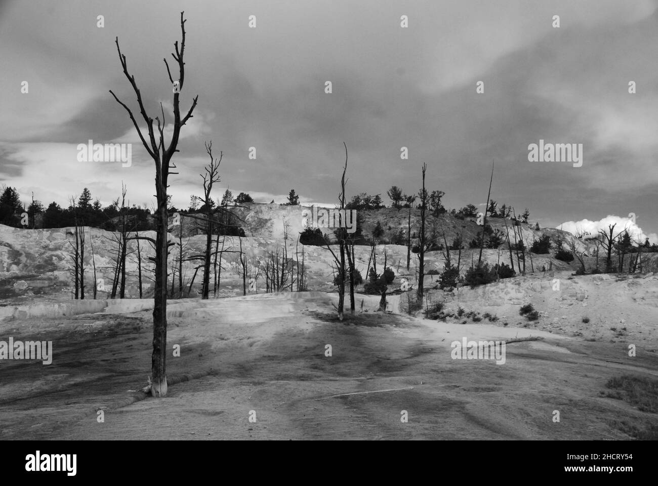 Canary Spring Yellowstone National Park Travertine Terrassen Stockfoto