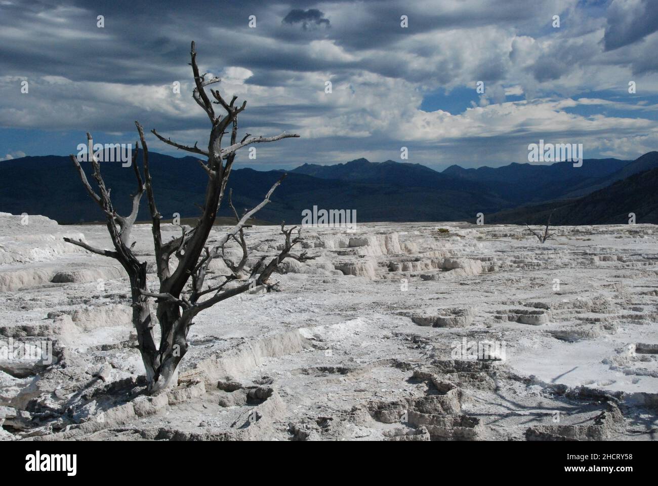 Canary Spring Yellowstone National Park Travertine Terrassen Stockfoto