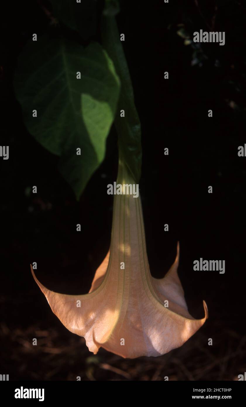 DATURA AUREA BLUME ALLGEMEIN BEKANNT ALS ANGEL'S TROMPETE. Stockfoto