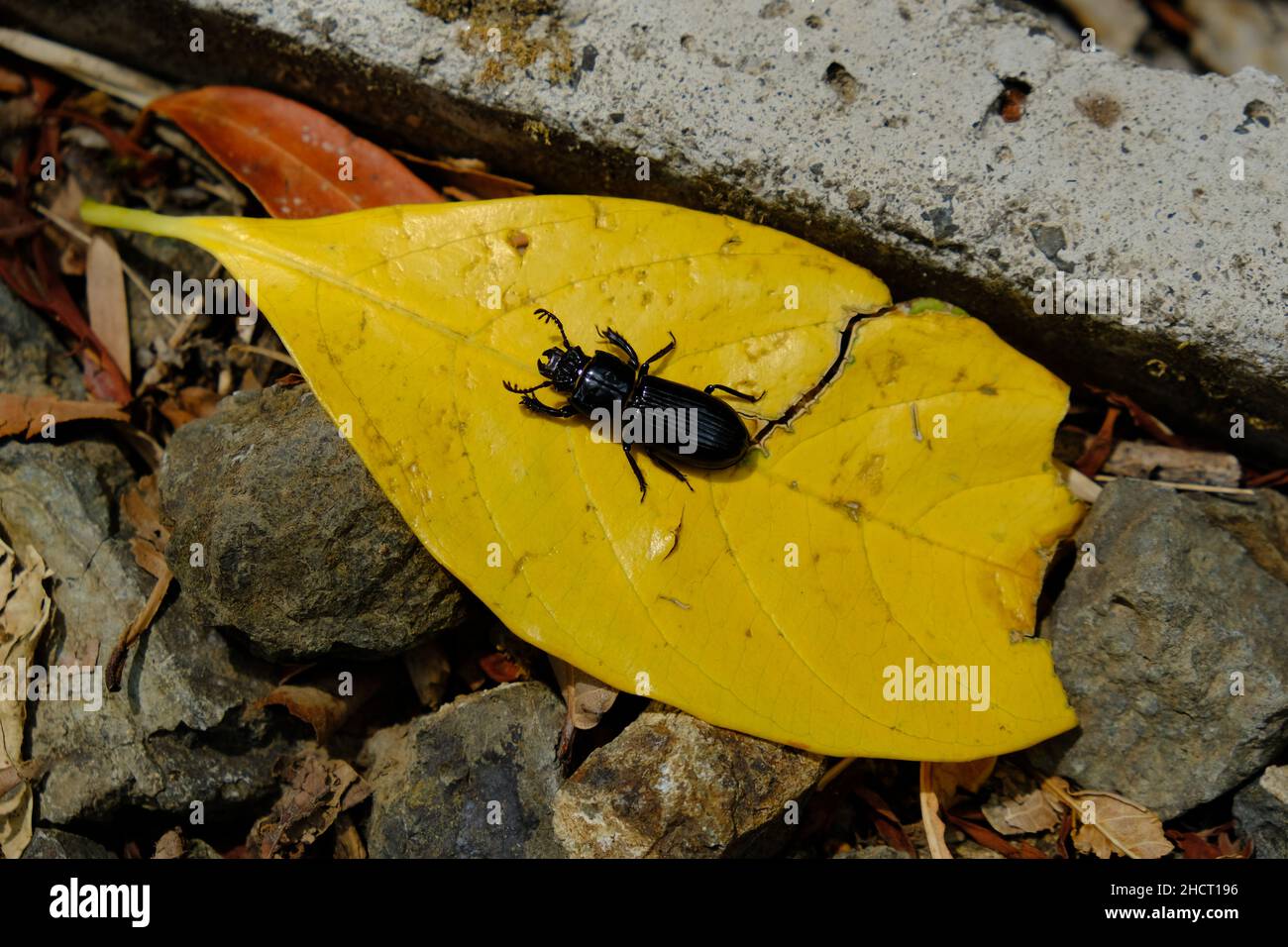Costa Rica Nationalpark Rincon de la Vieja - Schwarzkäfer auf gelbem Blatt Stockfoto