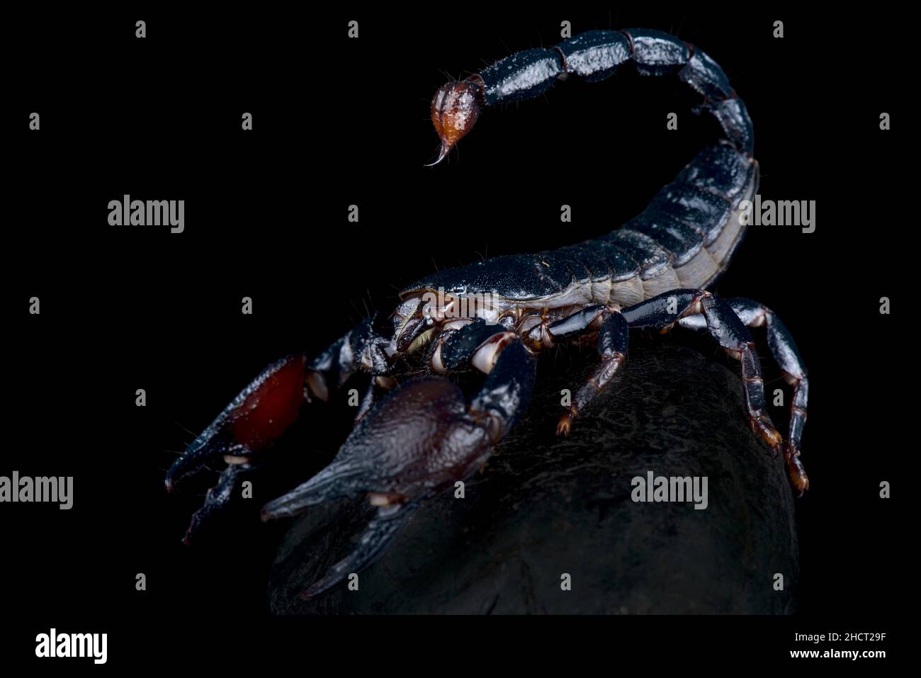 Tansanischer Roter Krallenskorpion (Pandinus cavimanus) Stockfoto