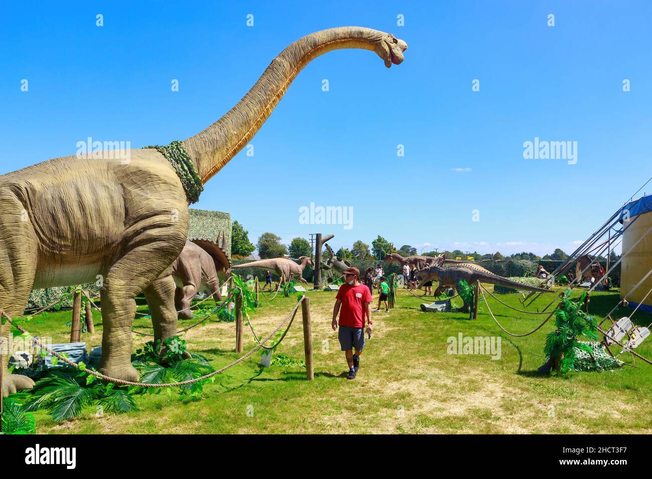 Riesige Dinosaurier-Modelle auf einer Wandershow. Ein Mann geht an einer Skulptur des Sauropoden Brachiosaurus vorbei Stockfoto