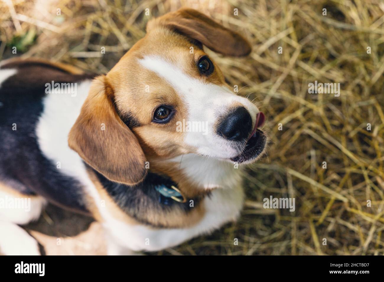 beagle Hund sitzt auf dem Boden Stockfoto