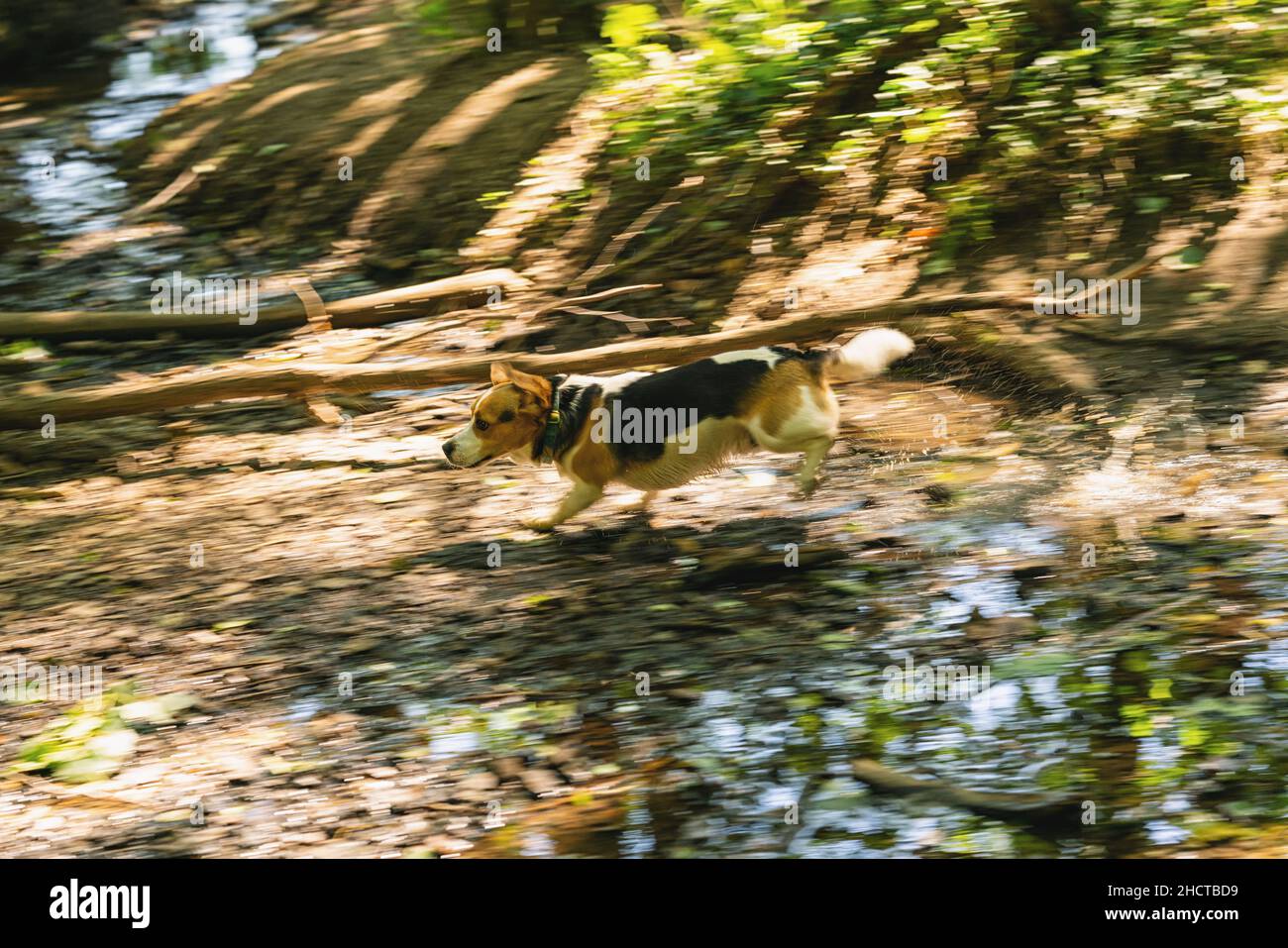 Laufen Beagle Hund im Wald Stockfoto