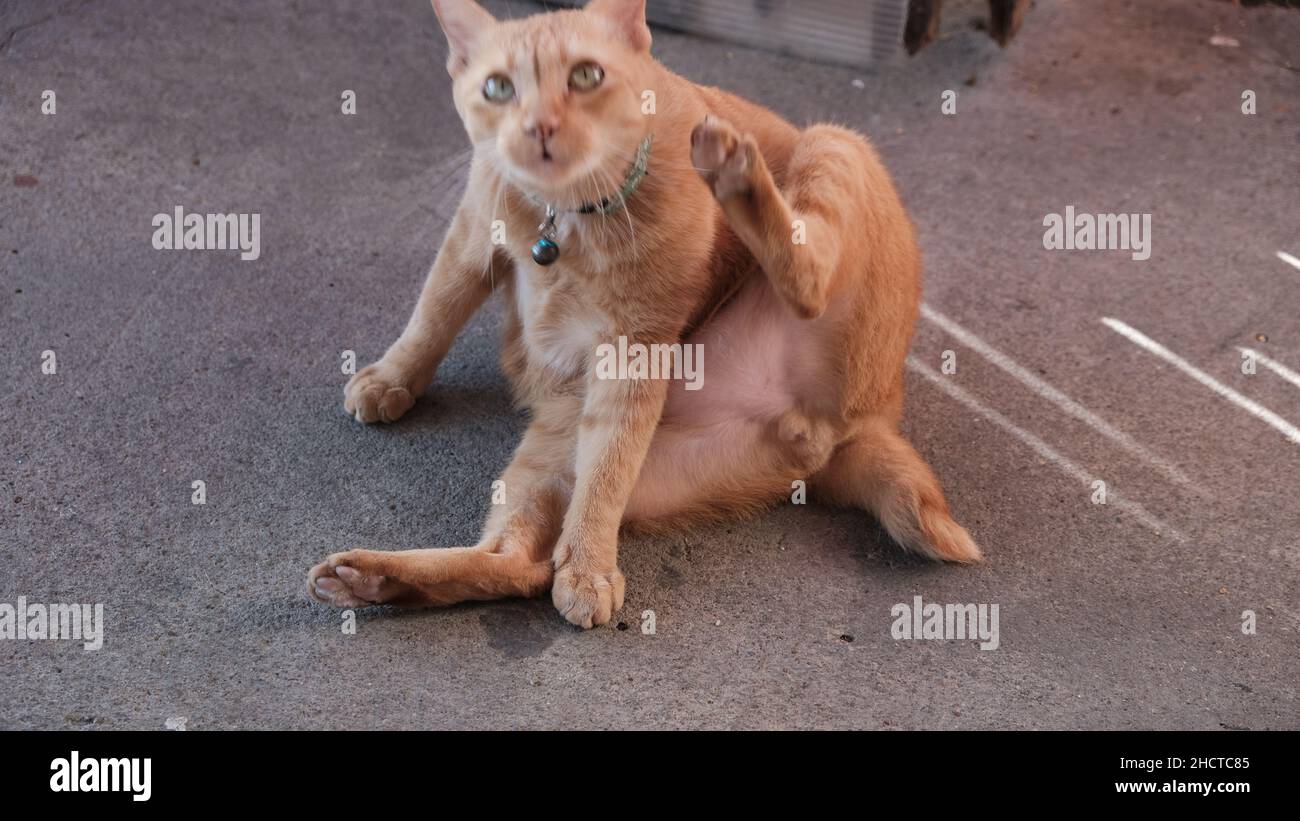 Helles Blondes Katzentier Stockfoto