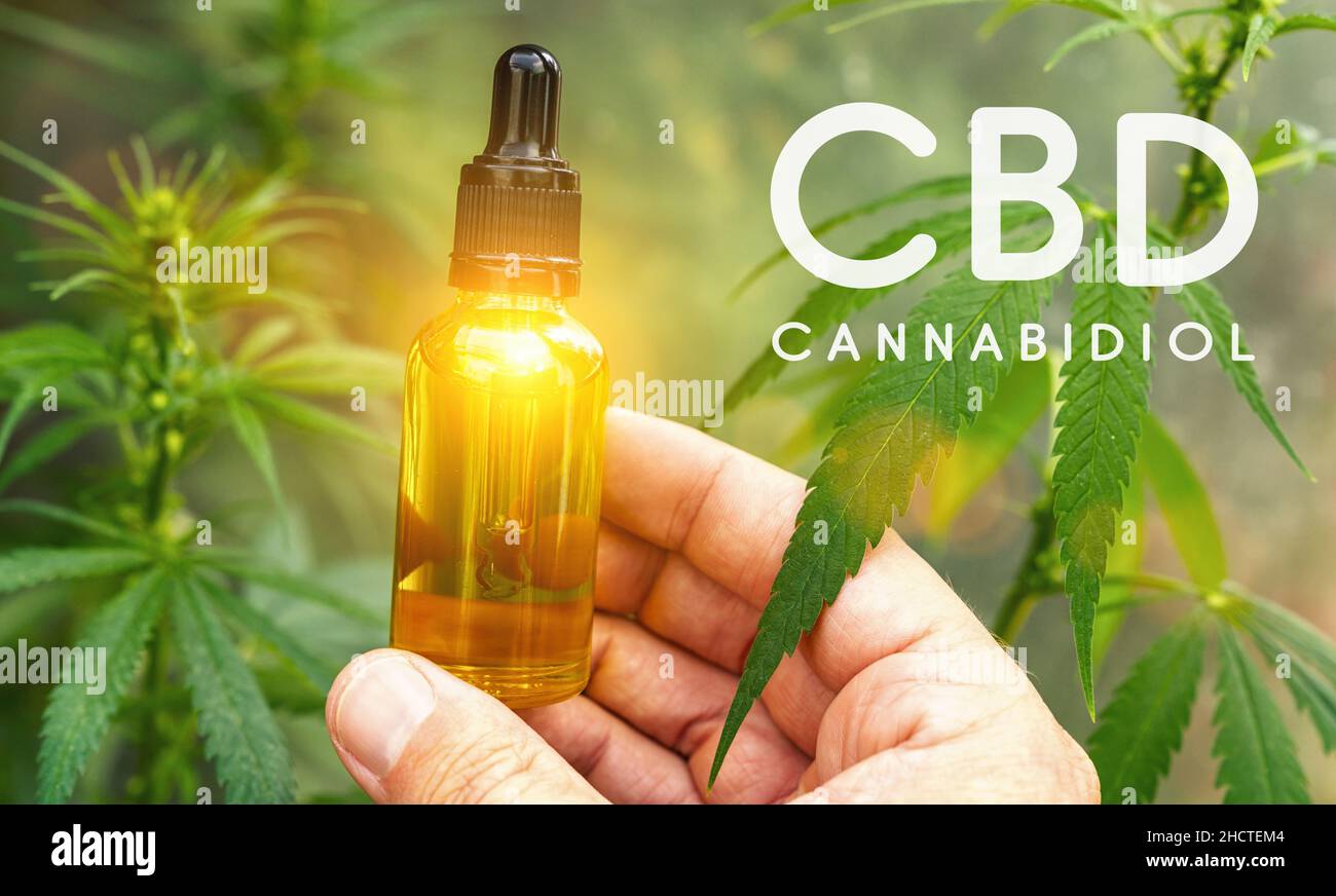 Hand halten bootle von cbd-Öl biologischen und ökologischen pflanzlichen pharmazeutischen auf einer Hanffarm. Konzept der pflanzlichen alternativen Medizin, cbd-Öl, Pharma Stockfoto