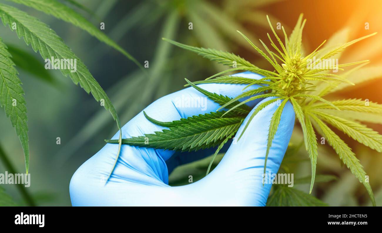 Wissenschaftler mit Handschuhen, die Hanfpflanzen in einem Gewächshaus überprüfen. Konzept der pflanzlichen Alternativmedizin, CBD-Öl, Pharmazeptische Industrie Stockfoto