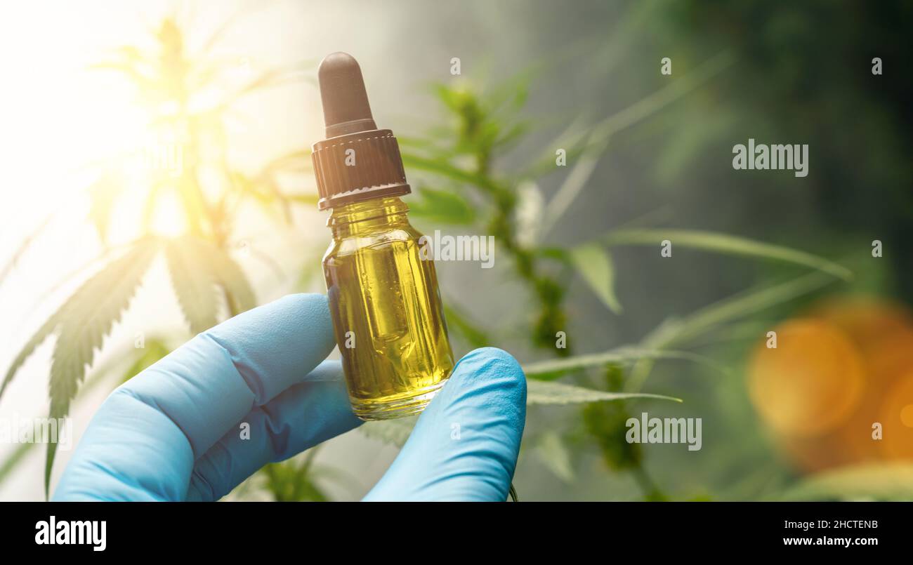 Handgriff auf biologisches und ökologisches pflanzliches pharmazeutisches cbd-Öl in einer Dropper auf einer Hanffarm. Konzept der pflanzlichen alternativen Medizin, cb Stockfoto