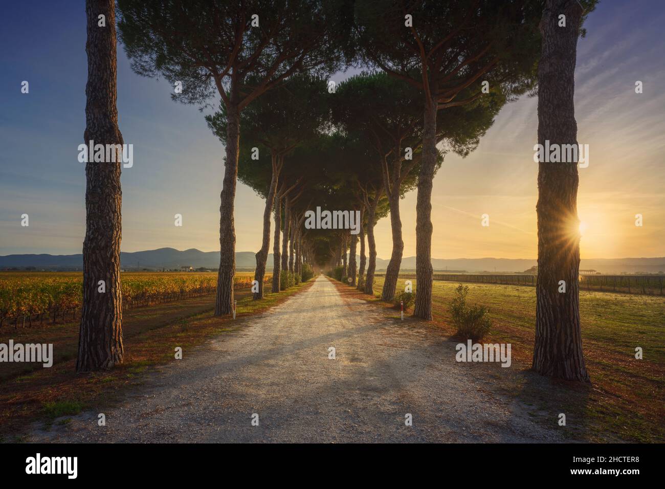 Bolgheri Pinien gesäumte Straße und Weinberge bei Sonnenaufgang. Castagneto Carducci, Maremma Toskana, Italien, Europa. Stockfoto