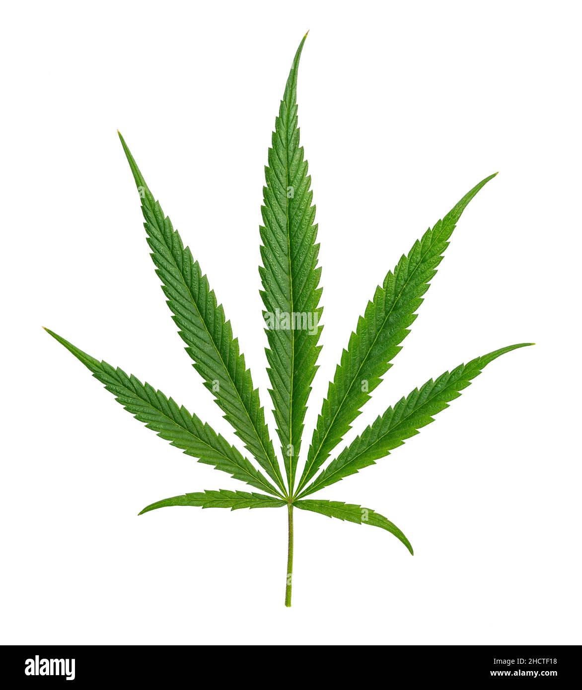 Cannabisblatt Sativa isoliert auf Weiß Stockfoto