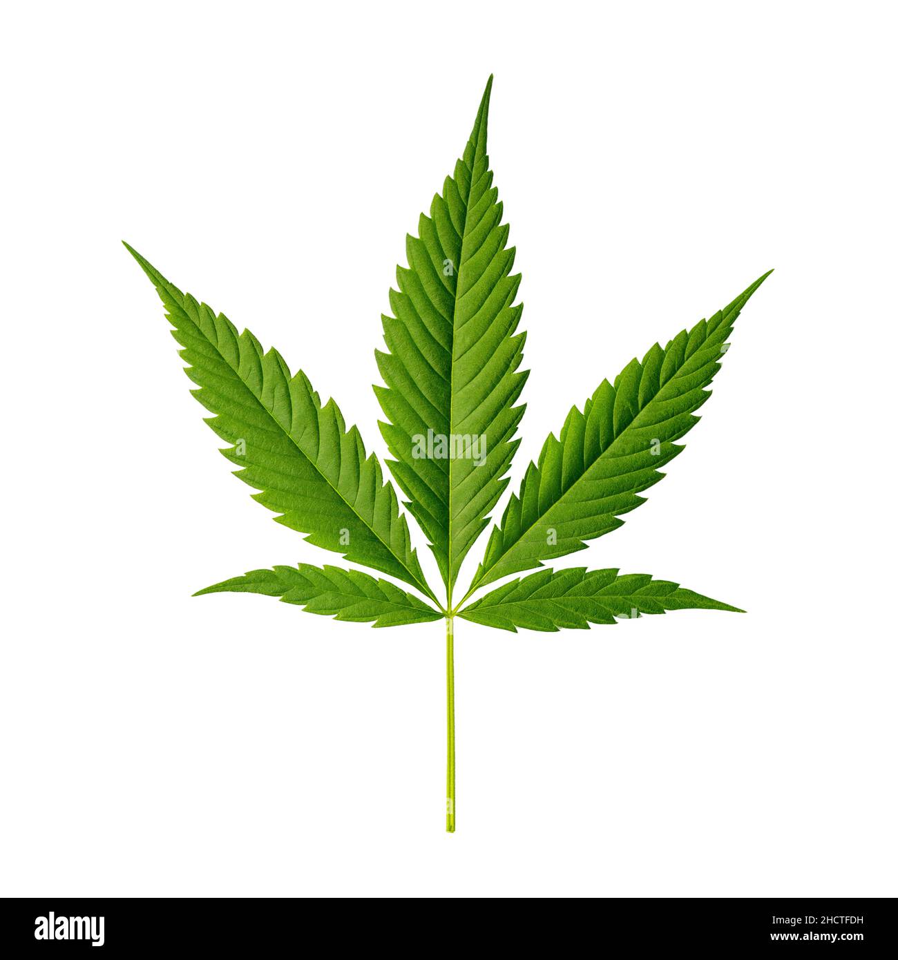 Cannabisblatt Indica isoliert auf weiß Stockfoto