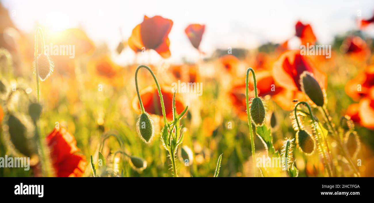 Mohn Blumen wiese und schönen Sonnenuntergang Szene Stockfoto