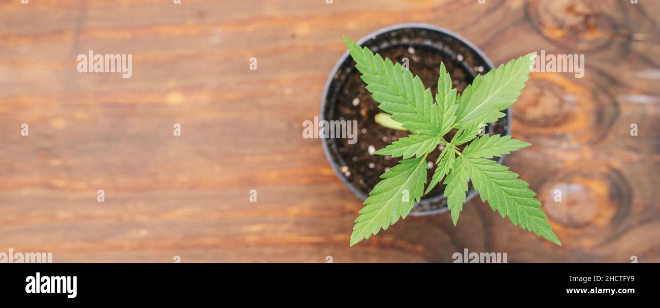 Reife Marihuana Pflanze mit Blättern. Textur von Marihuanapflanzen auf der Indoor Cannabis Farm. Cannabispflanzen, die in Innenräumen mit jungen Marihuanapflanzen wachsen Stockfoto