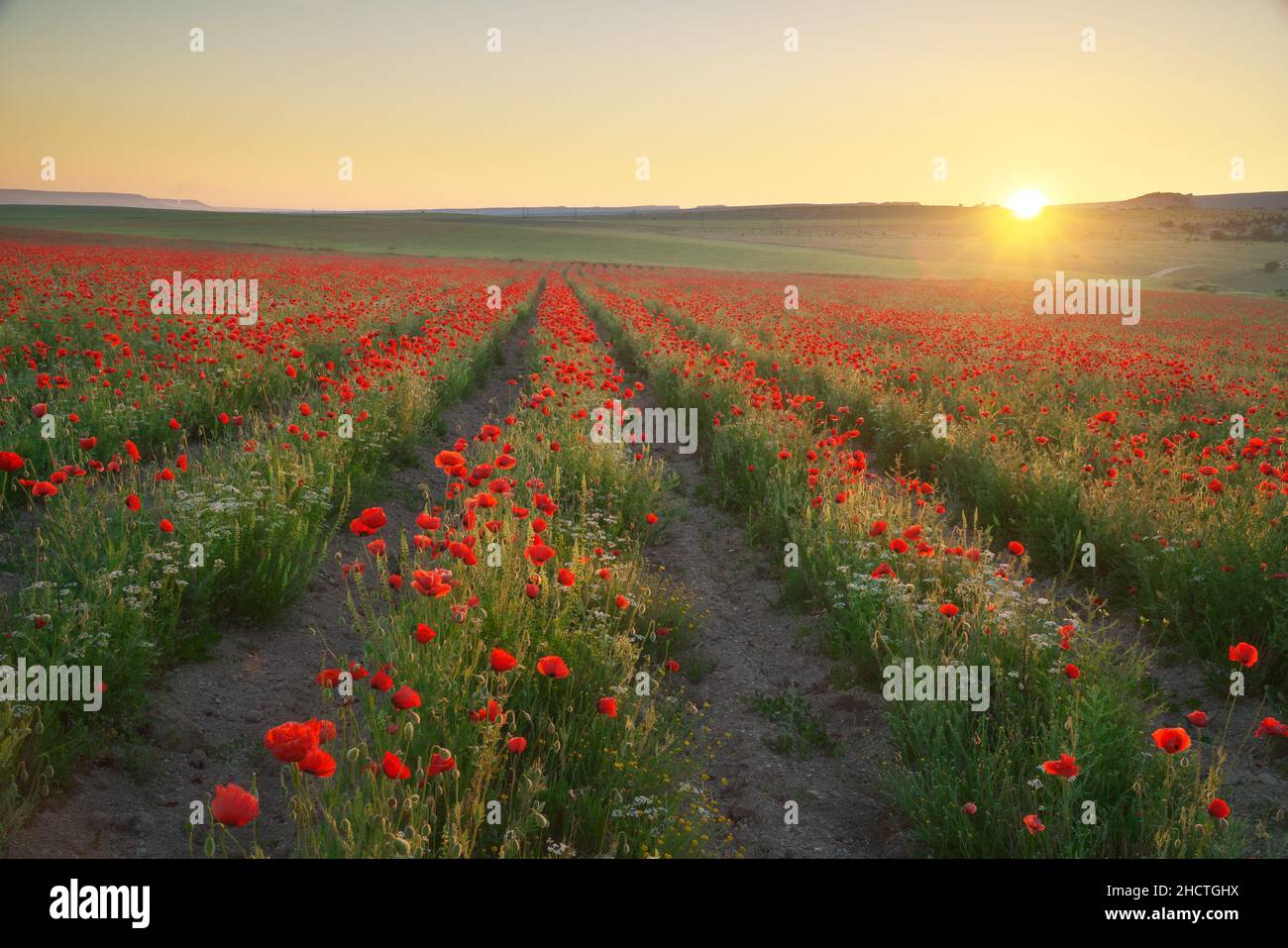 Reihen von Mohnblumen bei Sonnenuntergang. Landwirtschaftliche und Landschaft Natur Zusammensetzung. Stockfoto