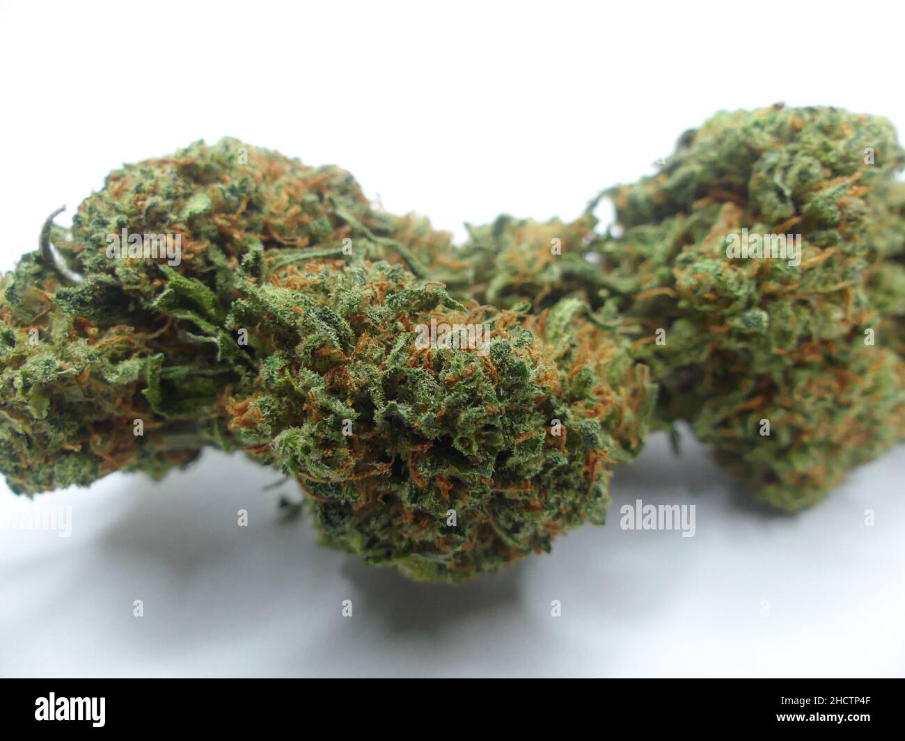 Hanfpflanze, die für ihr CBD oder THC verwendet wird. Nahaufnahme einer Cannabisblume. Stockfoto