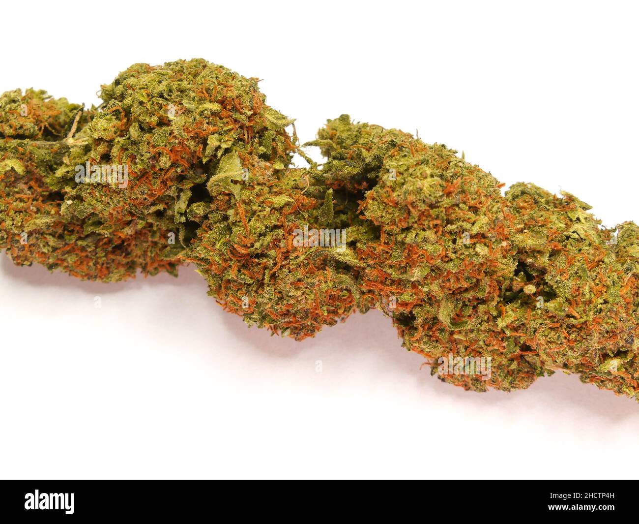 Hanfpflanze, die für ihr CBD oder THC verwendet wird. Nahaufnahme einer Cannabisblume. Stockfoto