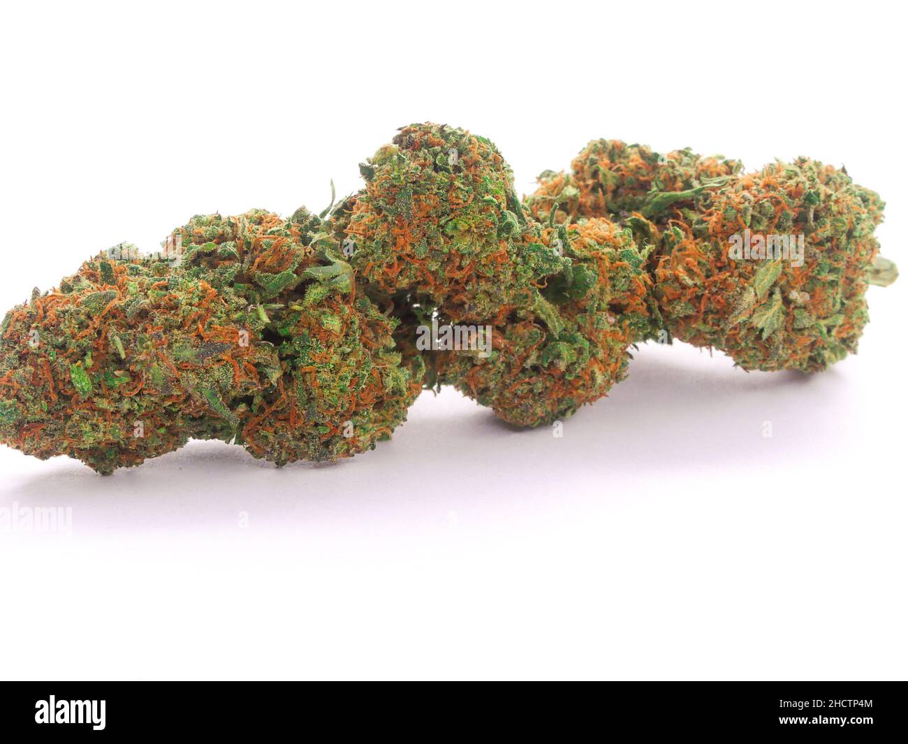 Hanfpflanze, die für ihr CBD oder THC verwendet wird. Nahaufnahme einer Cannabisblume. Stockfoto