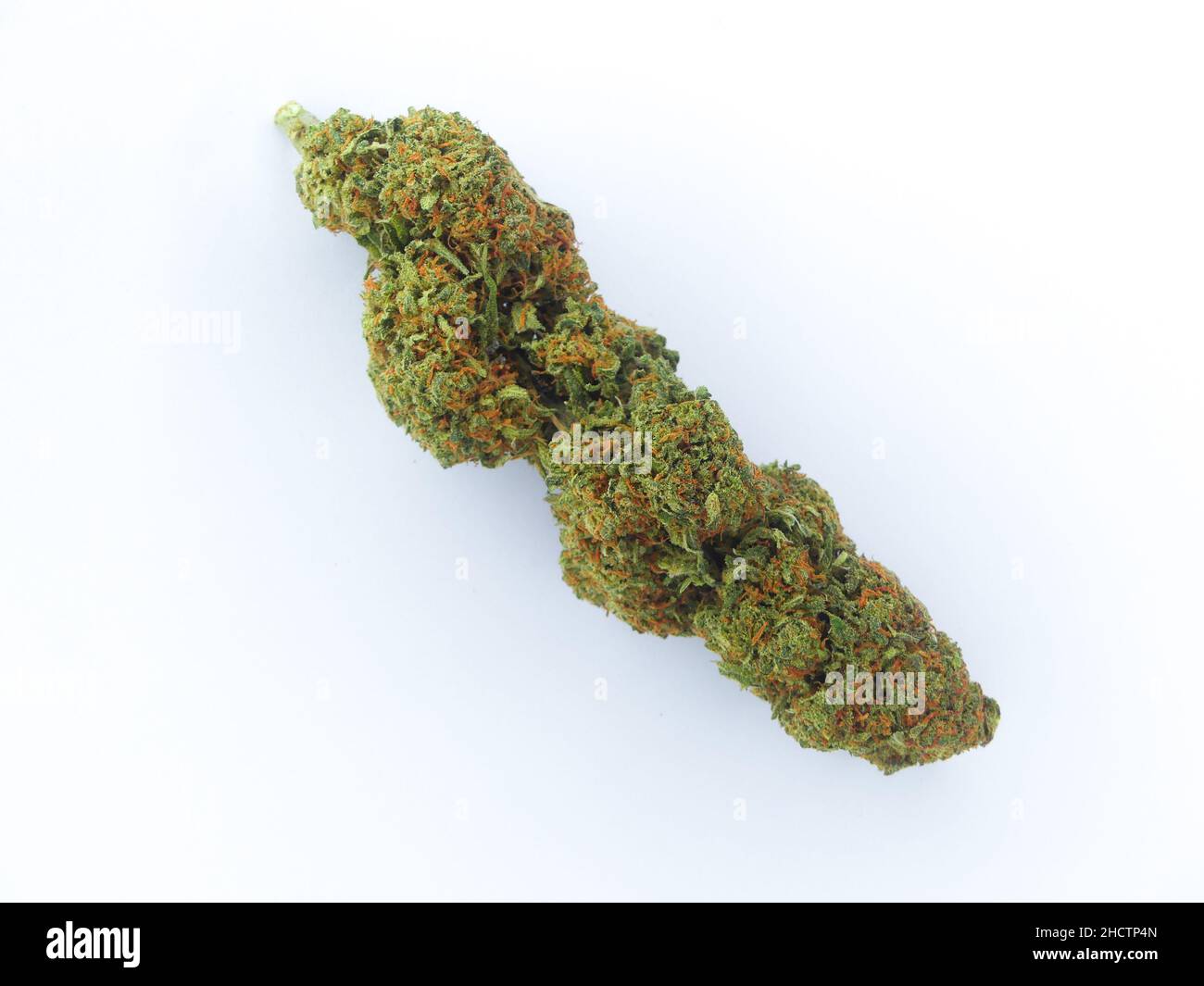 Hanfpflanze, die für ihr CBD oder THC verwendet wird. Nahaufnahme einer Cannabisblume. Stockfoto