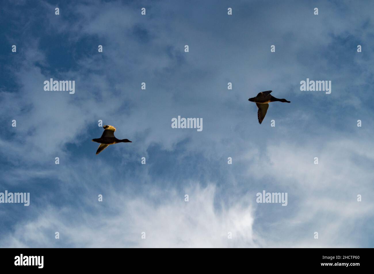 Nahaufnahme von zwei Vögeln, die an einem sonnigen Tag im Himmel fliegen Stockfoto