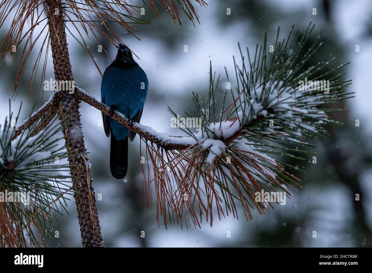 Steller's Jay in Snow. Oregon, Ashland, Cascade Siskiyou National Monument, Winter Stockfoto