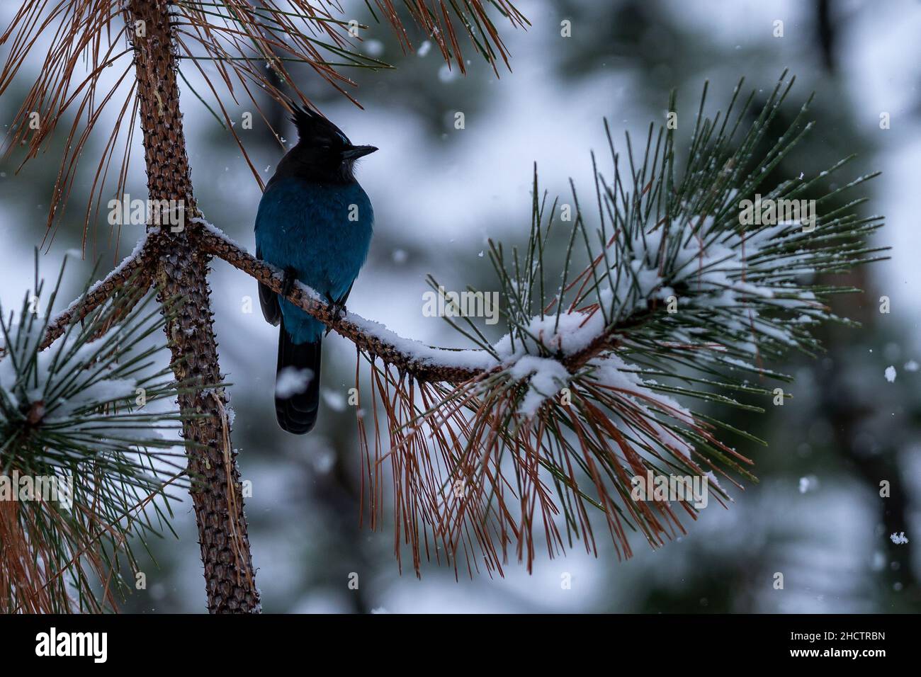 Steller's Jay in Snow. Oregon, Ashland, Cascade Siskiyou National Monument, Winter Stockfoto