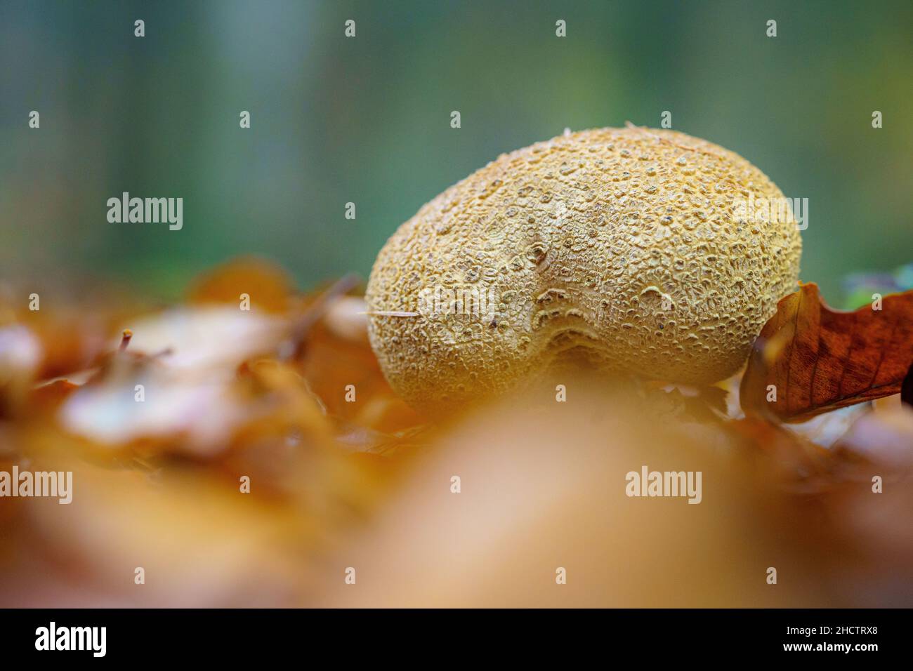 Toadstool - Scleroderma citrinum (Sclerodermataceae) gelbe Kartoffelbovisten in den Wäldern. Stockfoto