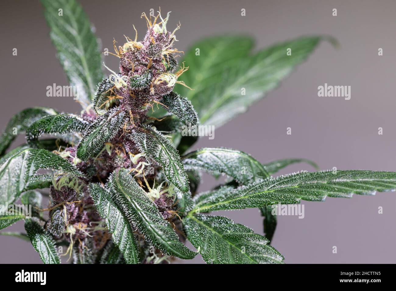 Weibliche Blume einer erntefertigen Cannabispflanze Stockfoto