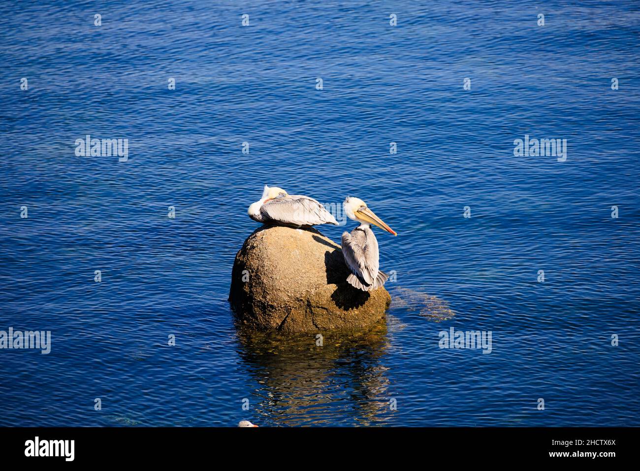 Kalifornische braune Pelikane, pelecanus occidentalis, Barsch auf einem Felsen im Meer vor Monterey, Kalifornien, Vereinigte Staaten von Amerika Stockfoto