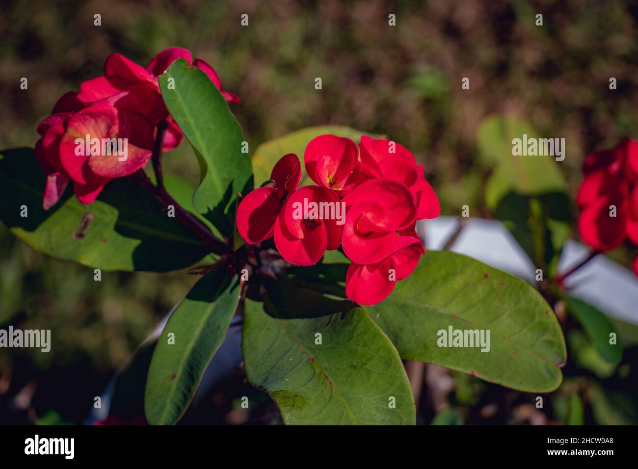 Roter Blumenbaum in einem Park, der von der Blume der Dornen, Christthorn, Milii des Moul, umgeben ist Stockfoto