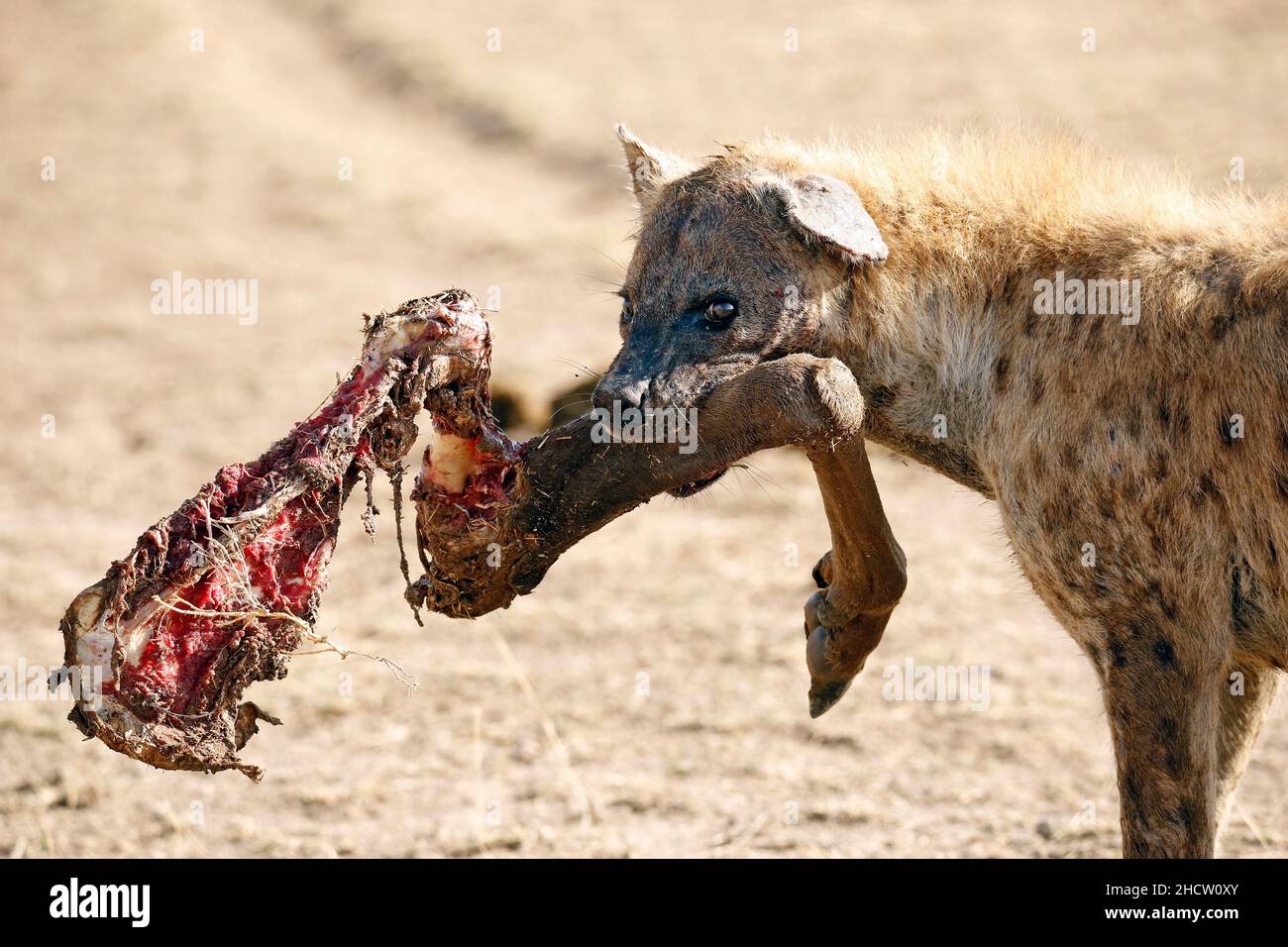 Gepunktete Hyäne (Crocuta crocuta) mit Bein im Mund. Amboseli, Kenia Stockfoto