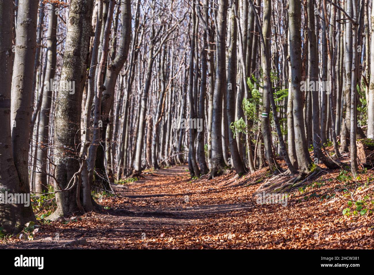 Ein herbstlicher Pfad in einem Buchenwald. Laub im Nationalpark Bieszczady, Polen. Herbstfarben in einem Buchenholz. Buche mit gelben Blättern. Stockfoto