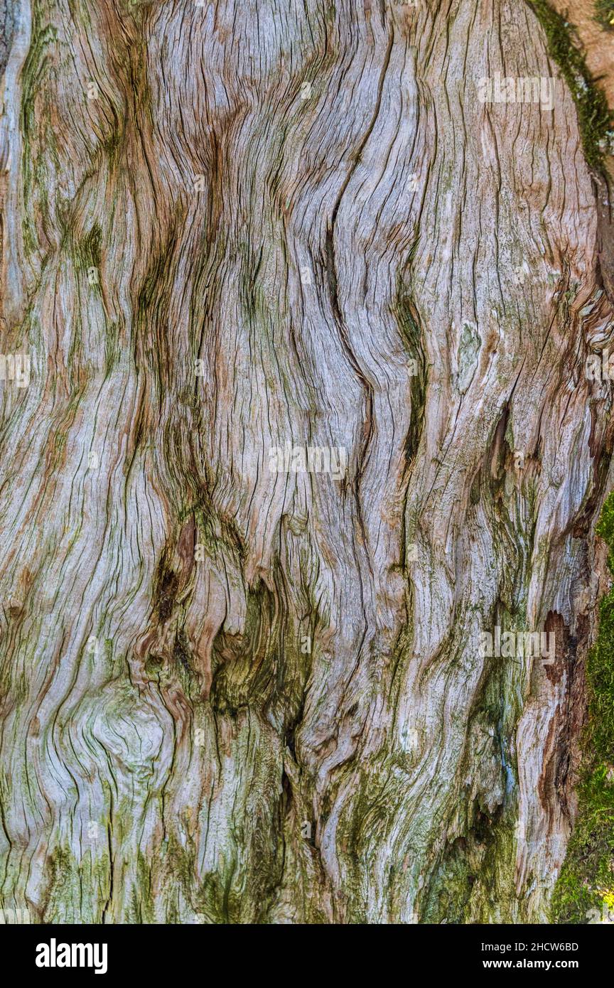 Das Innere eines alten Baumstamms. Die Textur des Holzes und die mit Moos bedeckten Stellen sind deutlich sichtbar Stockfoto