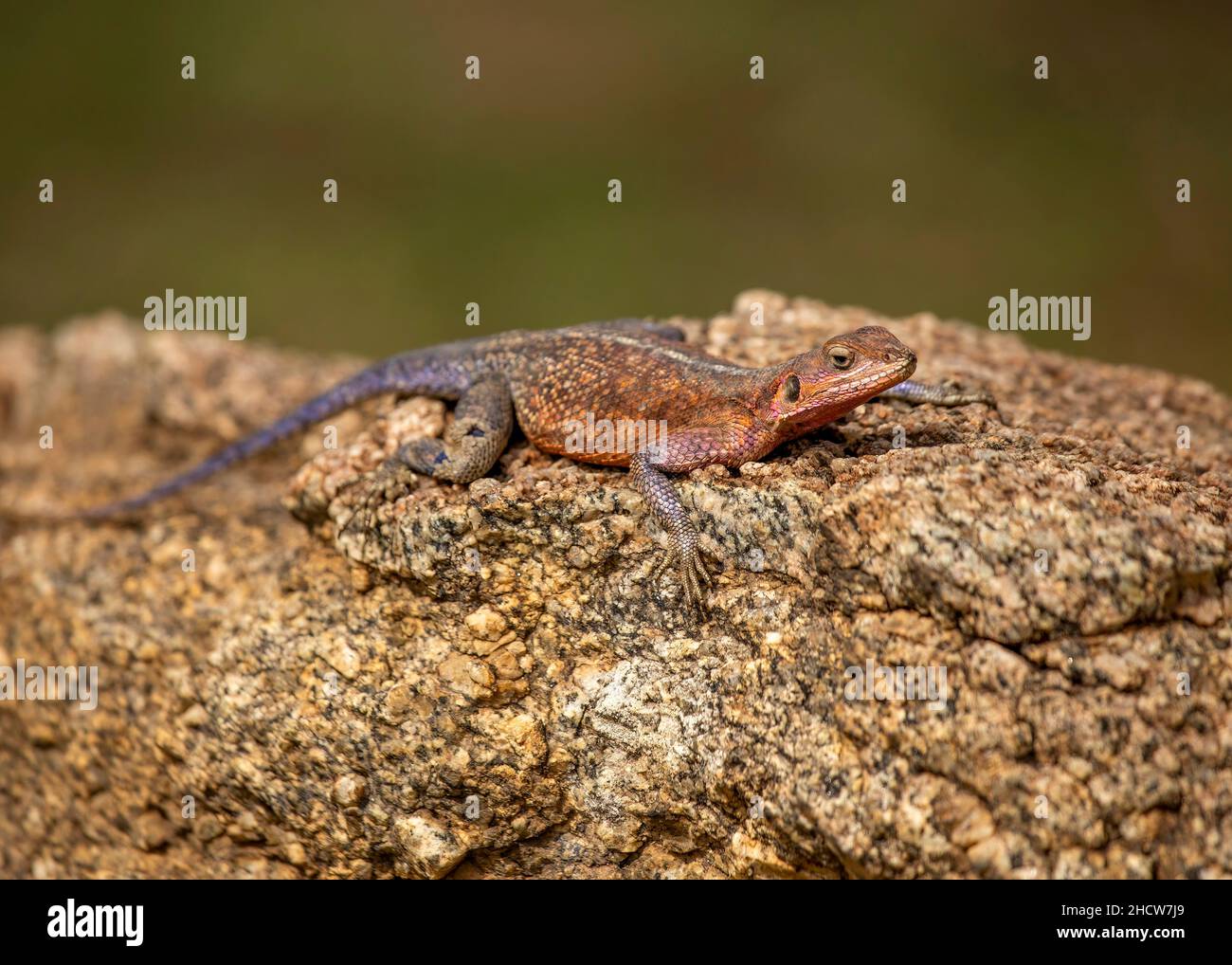 Agama, Red-headed Rock Agama oder Rainbow Agama (Agama Agama), Serengeti National Park, Tansania, Afrika Stockfoto