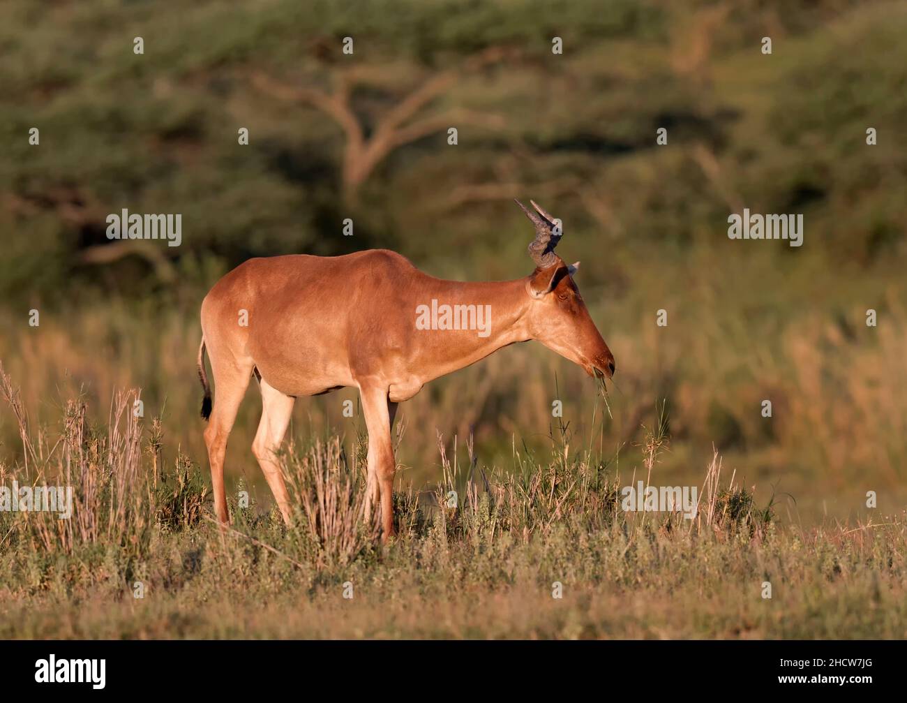 Hartebeest (Alcelaphus buselaphus) steht, Serengeti Nationalpark, Tansania, Afrika Stockfoto