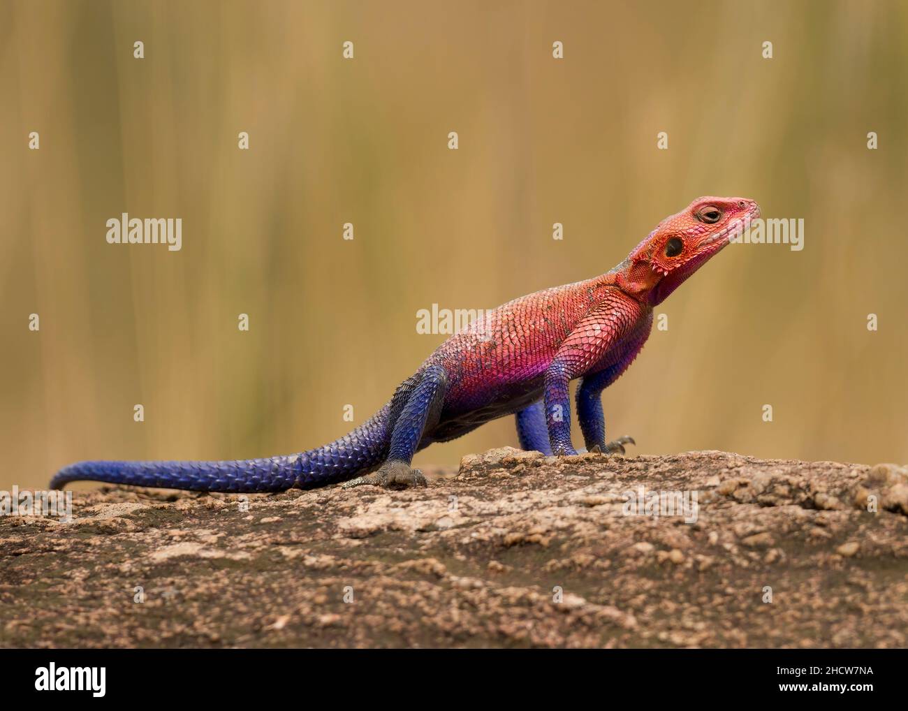 Agama, Red-headed Rock Agama oder Rainbow Agama (Agama Agama), Serengeti National Park, Tansania, Afrika Stockfoto