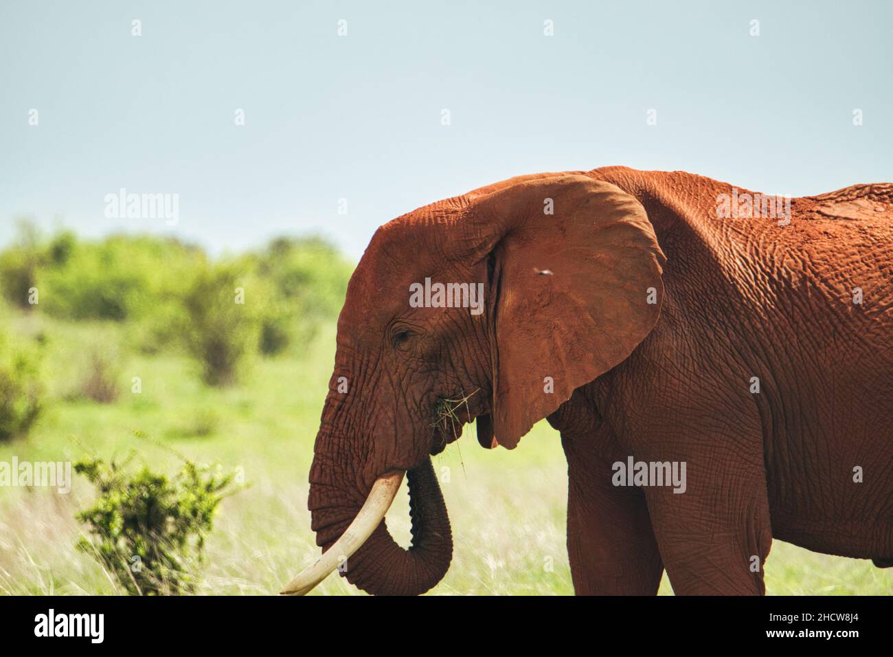 Elefanten im Nationalpark Amboseli, Tsavo Ost und Tsavo West in Kenia Stockfoto