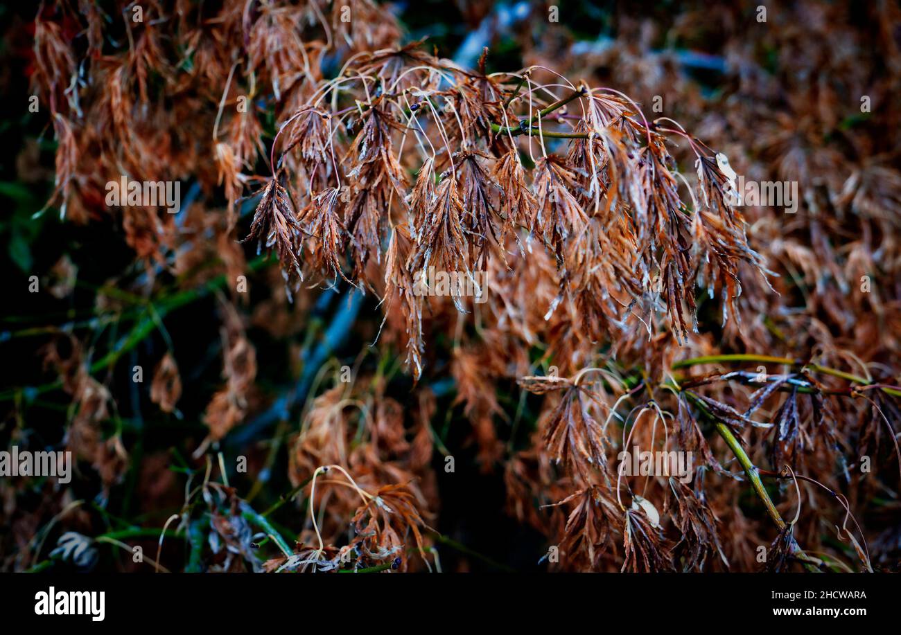 Verwelkt, ausgetrocknete Winterflora Stockfoto