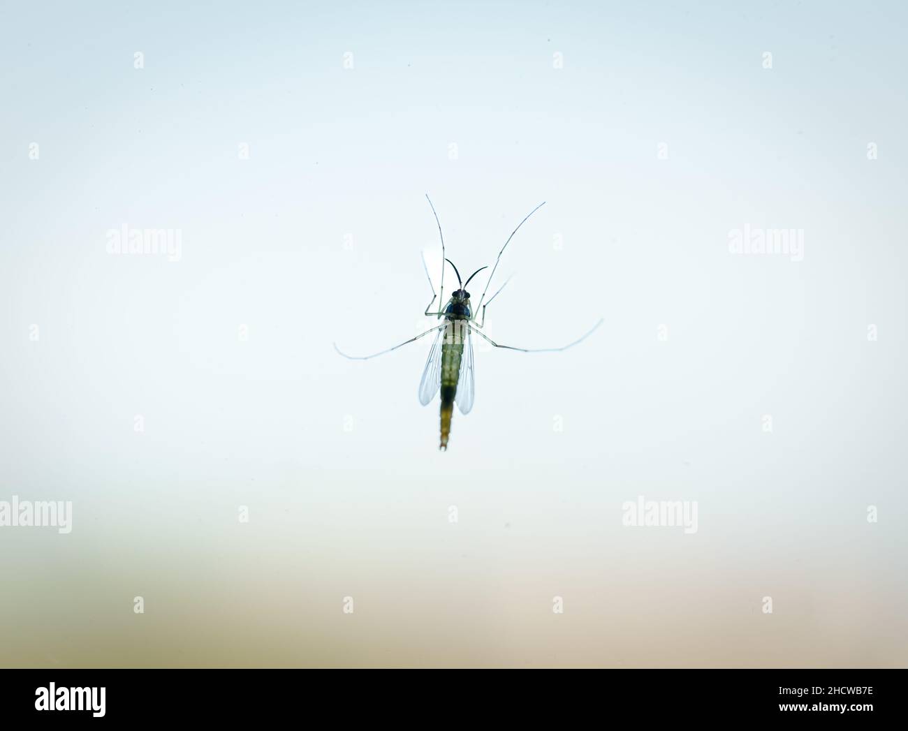 Moskito durch das Glas gesehen. Mückengeboren Krankheiten Konzept. Stockfoto
