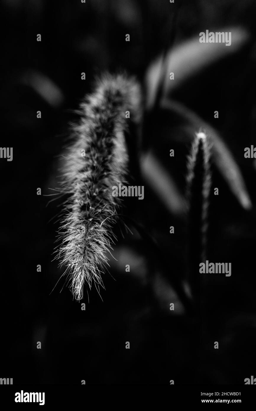 Schönes schwarz-weißes Feld mit Brunnengräsern oder Pennisetum Advena rubrum aus der Nähe Stockfoto