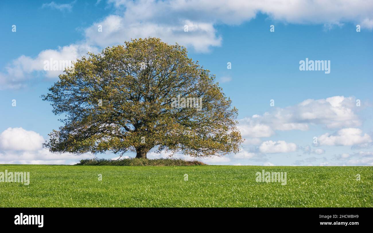 Herbstlandschaft mit einsamer Eiche Stockfoto