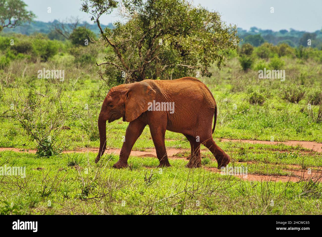 Elefanten im Nationalpark Amboseli, Tsavo Ost und Tsavo West in Kenia Stockfoto