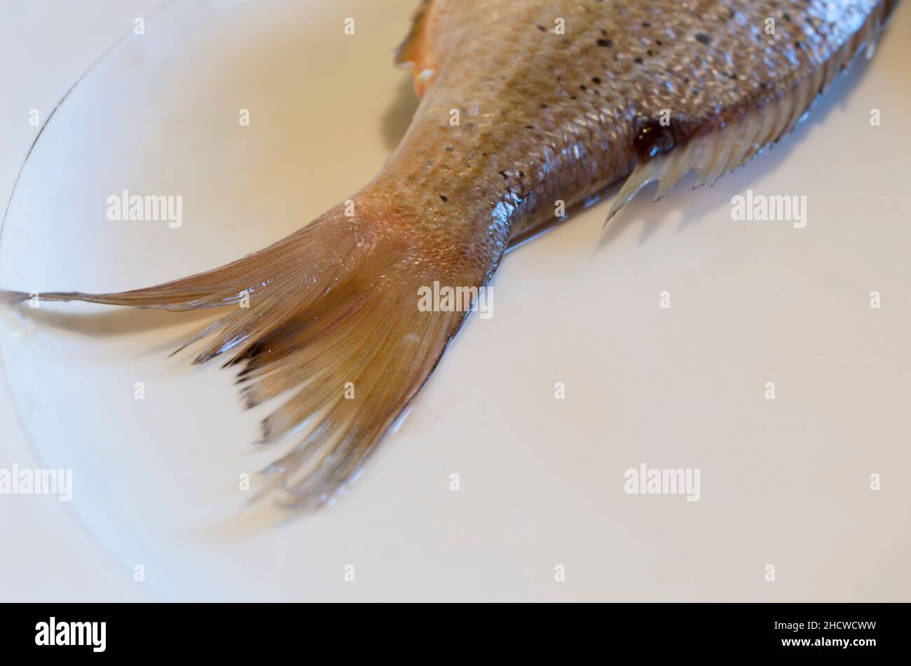 Schwanz von rohem Salzwasserfisch Dentex Dentex, gemeiner Dentex auf einem weißen Teller, roher Fisch aus der Adria, dalmatinische Küche Stockfoto