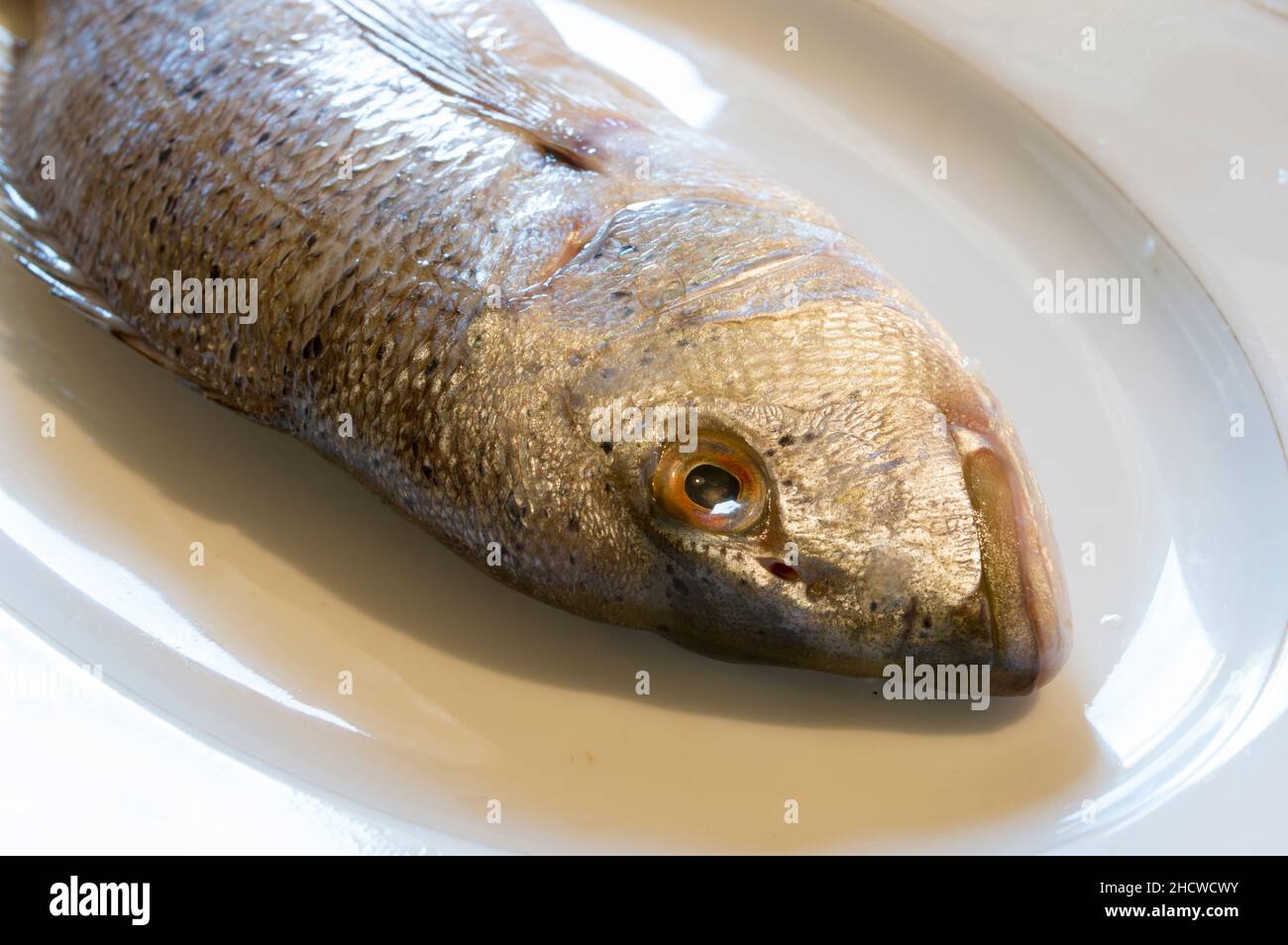 Roher Salzwasserfisch Dentex Dentex, gewöhnlicher Dentex auf einem weißen Teller, rohe Meeresfrüchte aus der Adria, dalmatinische Küche Stockfoto
