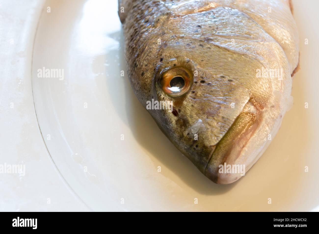Kopf von rohem Salzwasserfisch Dentex Dentex, gemeiner Dentex auf einem weißen Teller, roher Fisch aus der Adria, dalmatinische Küche Stockfoto